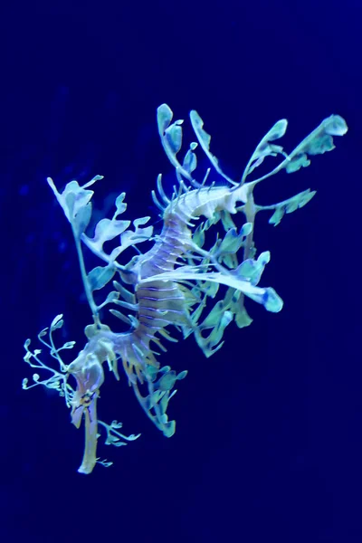 Sea Dragon in captivity