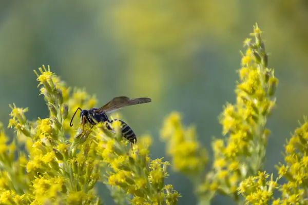 Stock image One Last Pollination