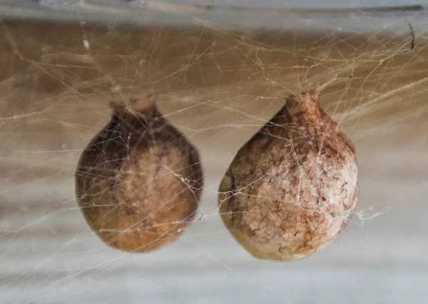 Два яйца паука — стоковое фото