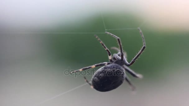 Eine Spinne baut ein Netz — Stockvideo