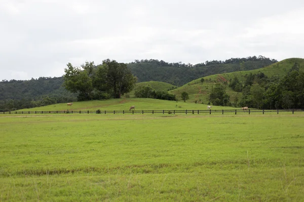 Паркани великої рогатої худоби на полі трави в горах — стокове фото