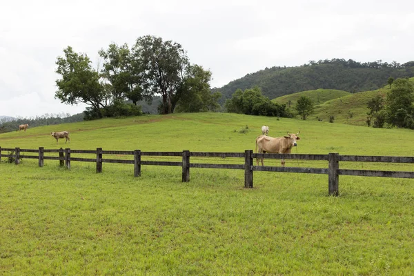 Паркани великої рогатої худоби на полі трави в горах — стокове фото
