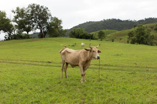 Велика рогата худоба в полі трави в горах — стокове фото