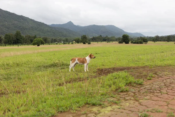 Hund i fält med gräs i berg — Stockfoto