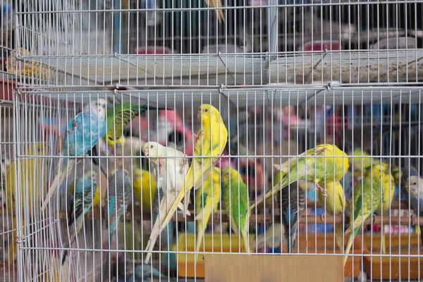 Budgerigar en la jaula de la tienda de mascotas — Foto de Stock