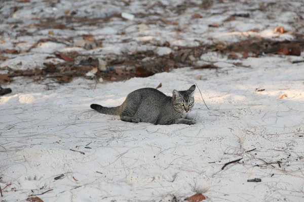 Cat on sand of koh sukorn beach — Stock Photo, Image