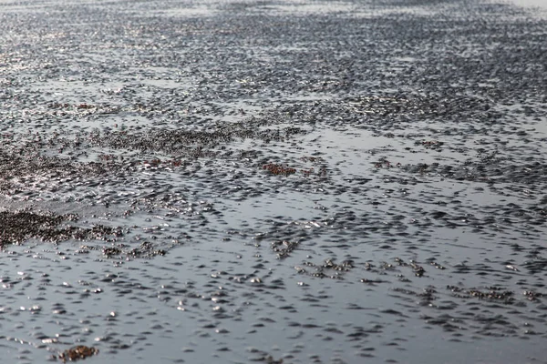Plajda denizin Kırmızı yengeç birçoğu — Stok fotoğraf