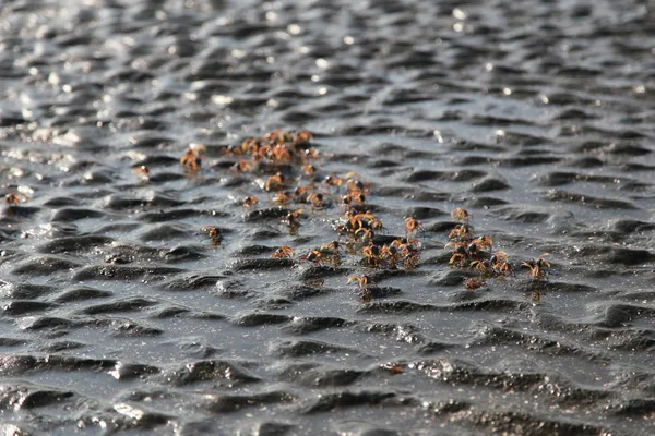 Many of red crab on beach in the sea — Stock Photo, Image