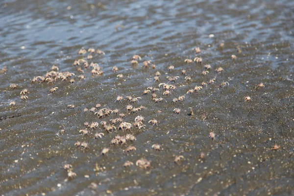 Muitos de caranguejo vermelho na praia no mar — Fotografia de Stock