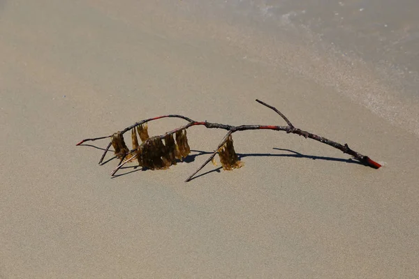 Pau de madeira solitário com erva daninha do mar seco na praia — Fotografia de Stock