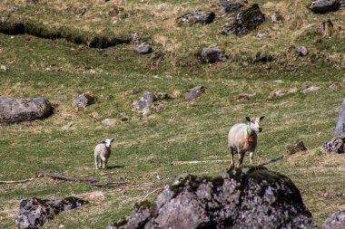 Manzara İskandinav doğa, mera kaba Nehri boyunca