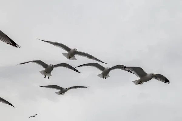 Måsarna flyger över fartyget, som seglar på norska fjorden — Stockfoto