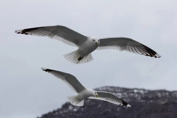 Möwen fliegen über das Schiff, das auf dem norwegischen Fjord segelt — Stockfoto