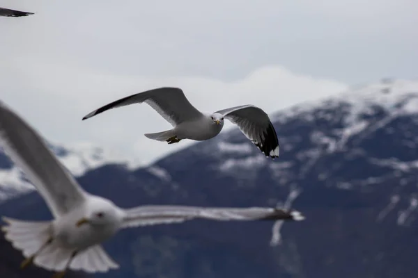 Sirályok repülnek át a hajót, amelyet a norvég fjord vitorlák — Stock Fotó