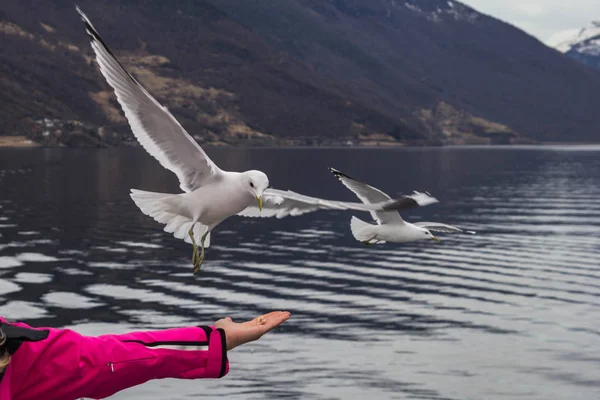 Sirályok repülnek át a hajót, amelyet a norvég fjord vitorlák — Stock Fotó