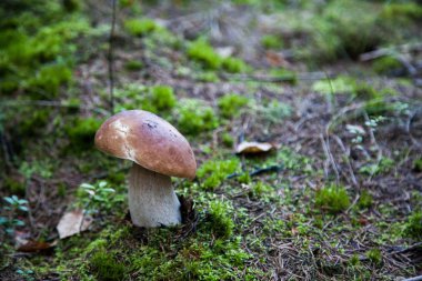 Mantar İskandinav orman, moss, doğa, yeşil çim.