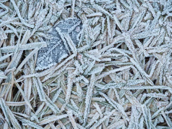 Die Textur des Grases ist mit Frost bedeckt. Frost, Eiszapfen im Gras, Eis. Blatt mit Eis bedeckt. — Stockfoto