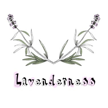 vektör çizim tasarım zarif lavanta çiçekleri beyaz arka plan üzerinde izole 