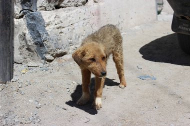 küçük şirin köpek yavrusu