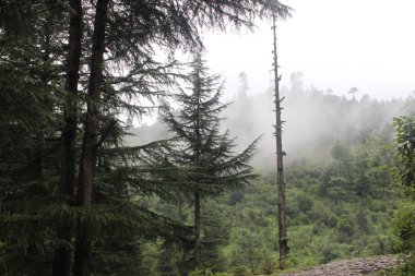 çok derin yeşil orman