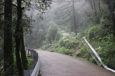 çok derin yeşil orman