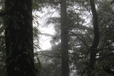 çok derin yeşil orman