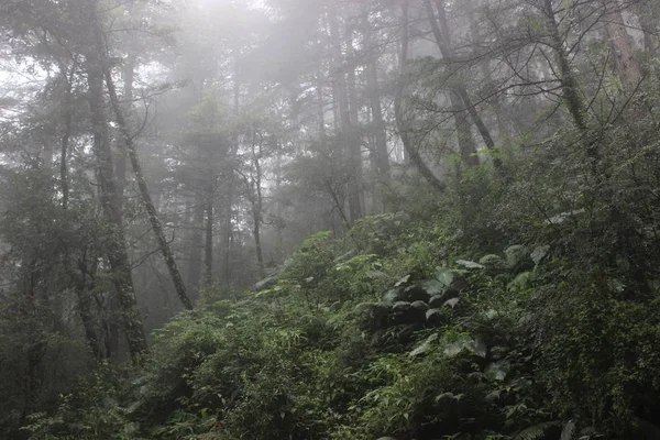 非常に深い緑の森 — ストック写真