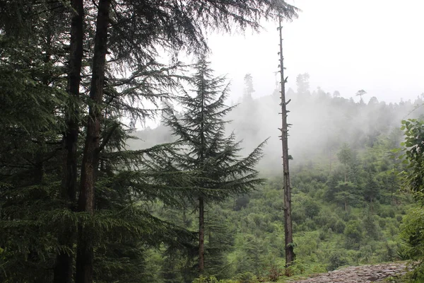 Forêt vert très profond — Photo