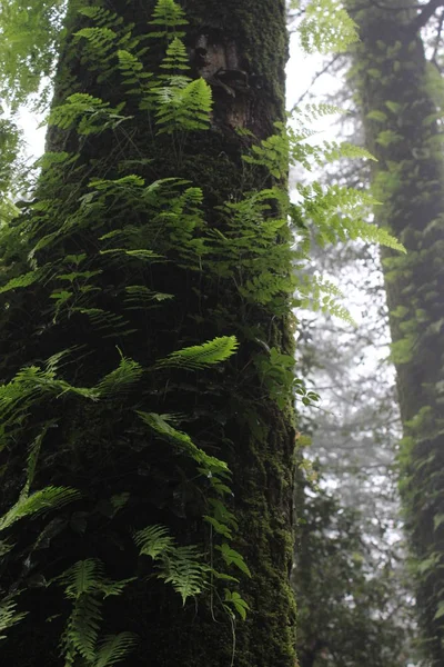 Заросшее дерево в джунглях — стоковое фото