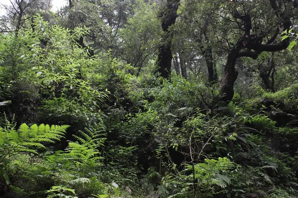 Sehr tiefgrüner Wald — Stockfoto