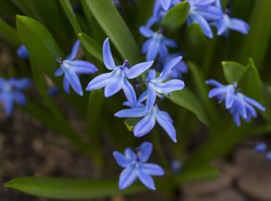 arka plan doku yeşil yaprakları ile mavi kardelen. Bahar geldi