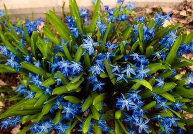 arka plan doku yeşil yaprakları ile mavi kardelen. Bahar geldi