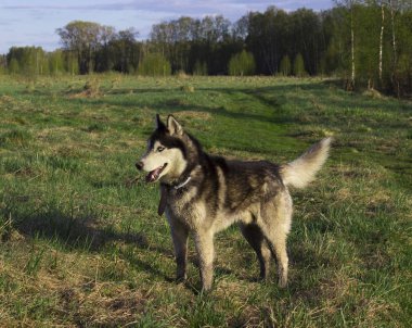 Onun dilini yapışmasını yeşil çimenlerin üzerinde duruyor husky. ağaçlar arka planı