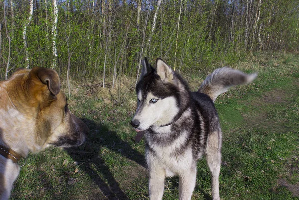 Husky och en jakthund spela på grönt gräs och ha kul — Stockfoto