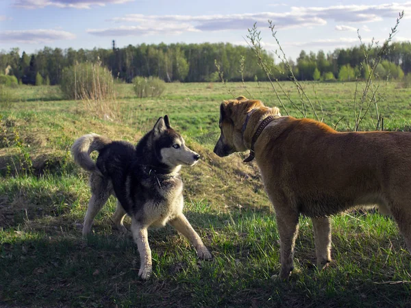 Husky och en jakthund spela på grönt gräs och ha kul — Stockfoto