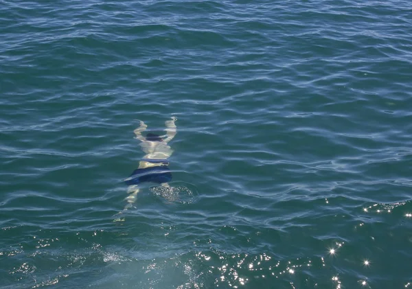 Мужчина плавает под водой во время отдыха в море — стоковое фото