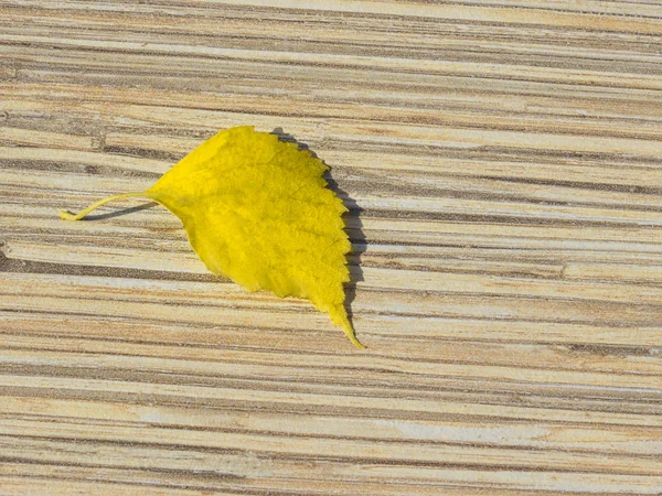 Цветные листья лежат на деревянном фоне . — стоковое фото