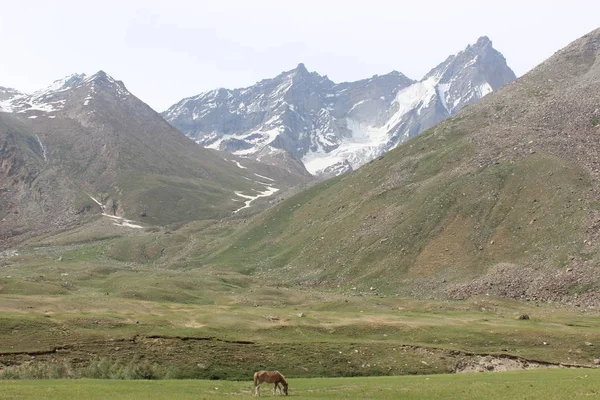 Paarden grazen in de hooglanden van Noord-India. de bergen zien — Stockfoto