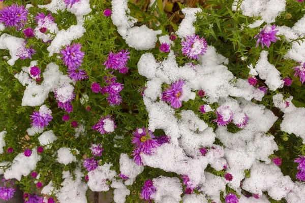 bright flowers covered with the first snow, background texture f