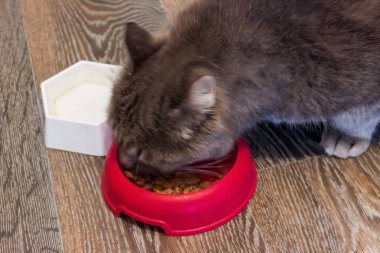 Kedi Gıda kırmızı kase yiyor.