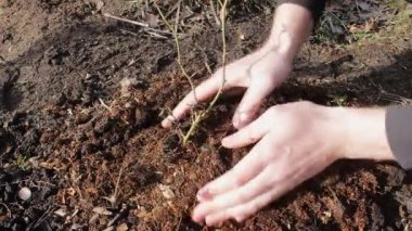 İnsanın elleri, bahçedeki, arka planda güneş ışığı olan genç ağacın yakınındaki araziyle ilgilenir. Ekoloji Konsepti, Dünya Günü, 22 Nisan Dünya Çevre Günü.