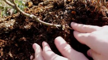 İnsanın elleri, bahçedeki, arka planda güneş ışığı olan genç ağacın yakınındaki araziyle ilgilenir. Ekoloji Konsepti, Dünya Günü, 22 Nisan Dünya Çevre Günü.