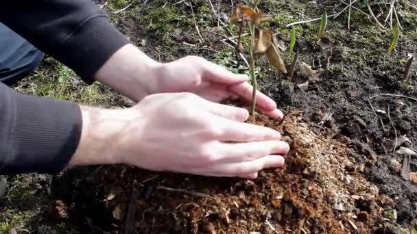 自然を背景に太陽の光で庭の若い木の近くの土地の世話をする人の手 生態系の概念 地球の日 4月22日世界環境デーの概念 — ストック動画