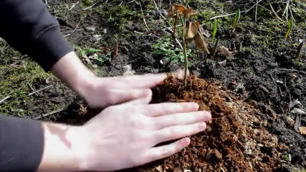 自然を背景に太陽の光で庭の若い木の近くの土地の世話をする人の手 生態系の概念 地球の日 4月22日世界環境デーの概念 — ストック動画