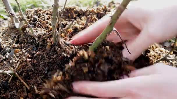 Ruce Člověka Starají Půdu Blízkosti Mladých Stromů Zahradě Sluncem Přírodním — Stock video