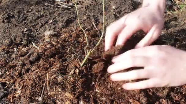 Mãos Pessoa Cuidam Terra Perto Árvore Jovem Jardim Com Luz — Vídeo de Stock