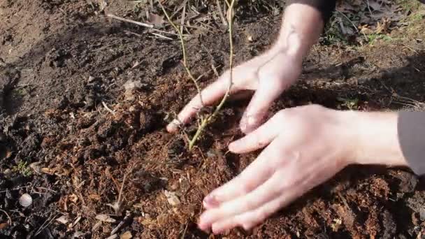 Las Manos Persona Encargan Tierra Cerca Árbol Joven Jardín Con — Vídeos de Stock
