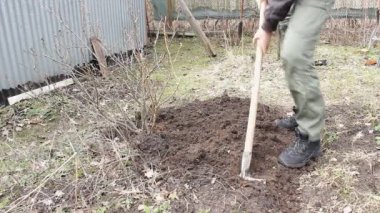 Gri ceketli ve kalın sakallı bir adam bir bahçe yatağı kazıyor; yakınlarda büyük bir frenk üzümü çalısı yetişiyor. Ot temizleme ve arazi bakımı. 22 Nisan Dünya Günü, bahar geldi, köye gitme zamanı.