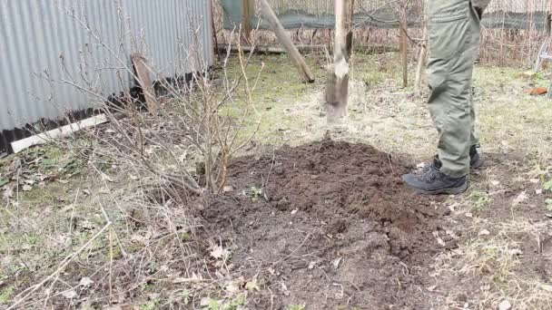 灰色のジャケットの男と太いひげが庭のベッドを掘る スグリの大きな茂みが近くに成長します 雑草除去と土地管理 アースデイ4月22日春が来て それは村に行く時間です — ストック動画