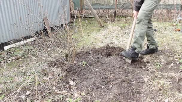 수염을 정원에 침대를 잡초를 제거하고 관리를 지구의 왔습니다 마을에 시간입니다 — 비디오